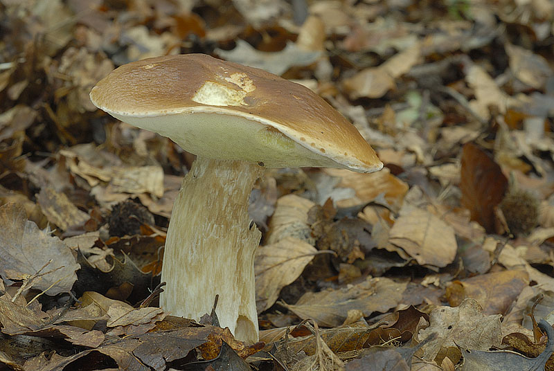 Boletus edulis